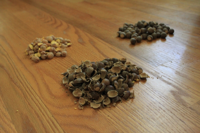 Making Acorn Flour and Muffins – Polymythic